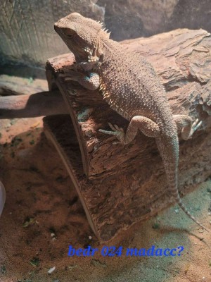 animal image