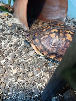 animal image