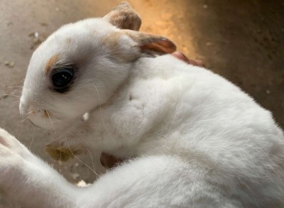 animal image