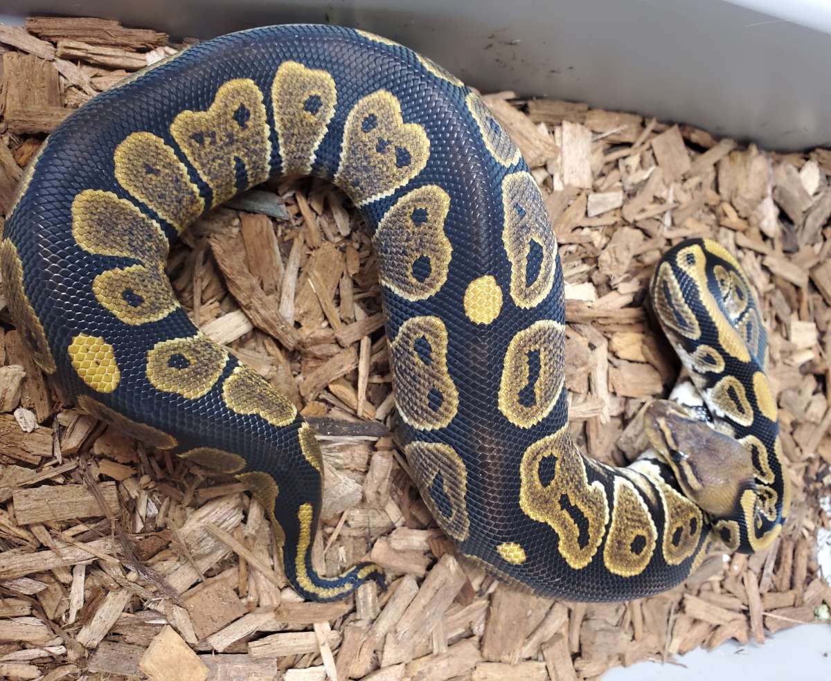 animal image