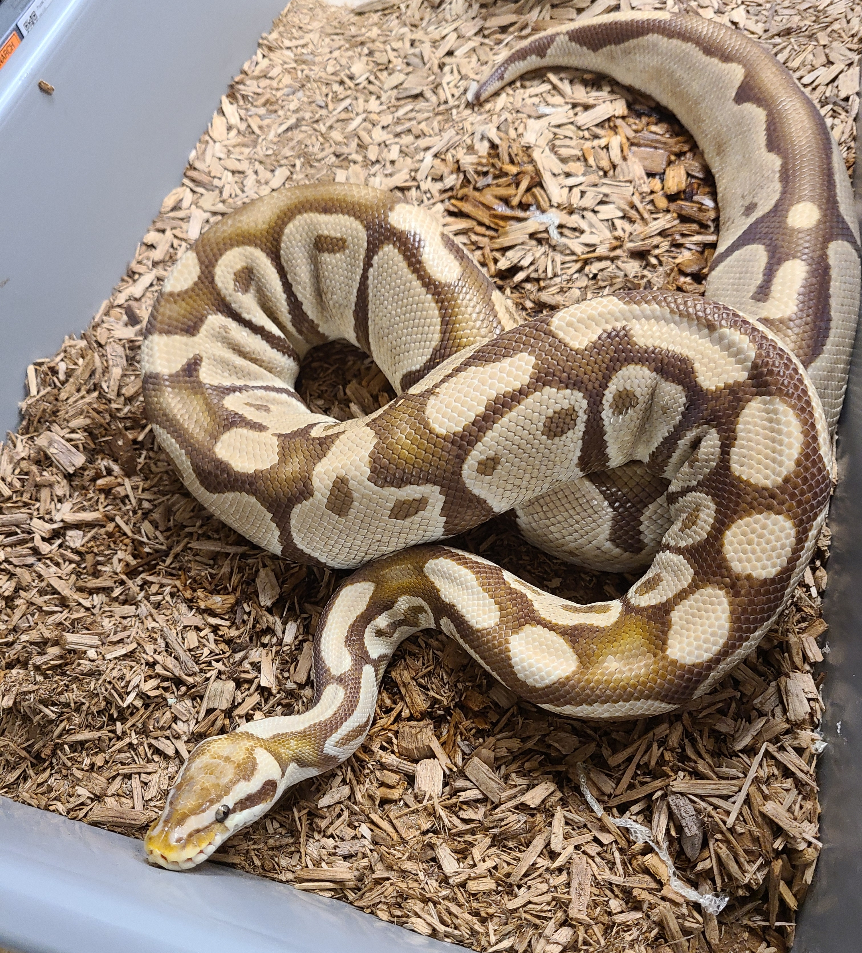 BP0016