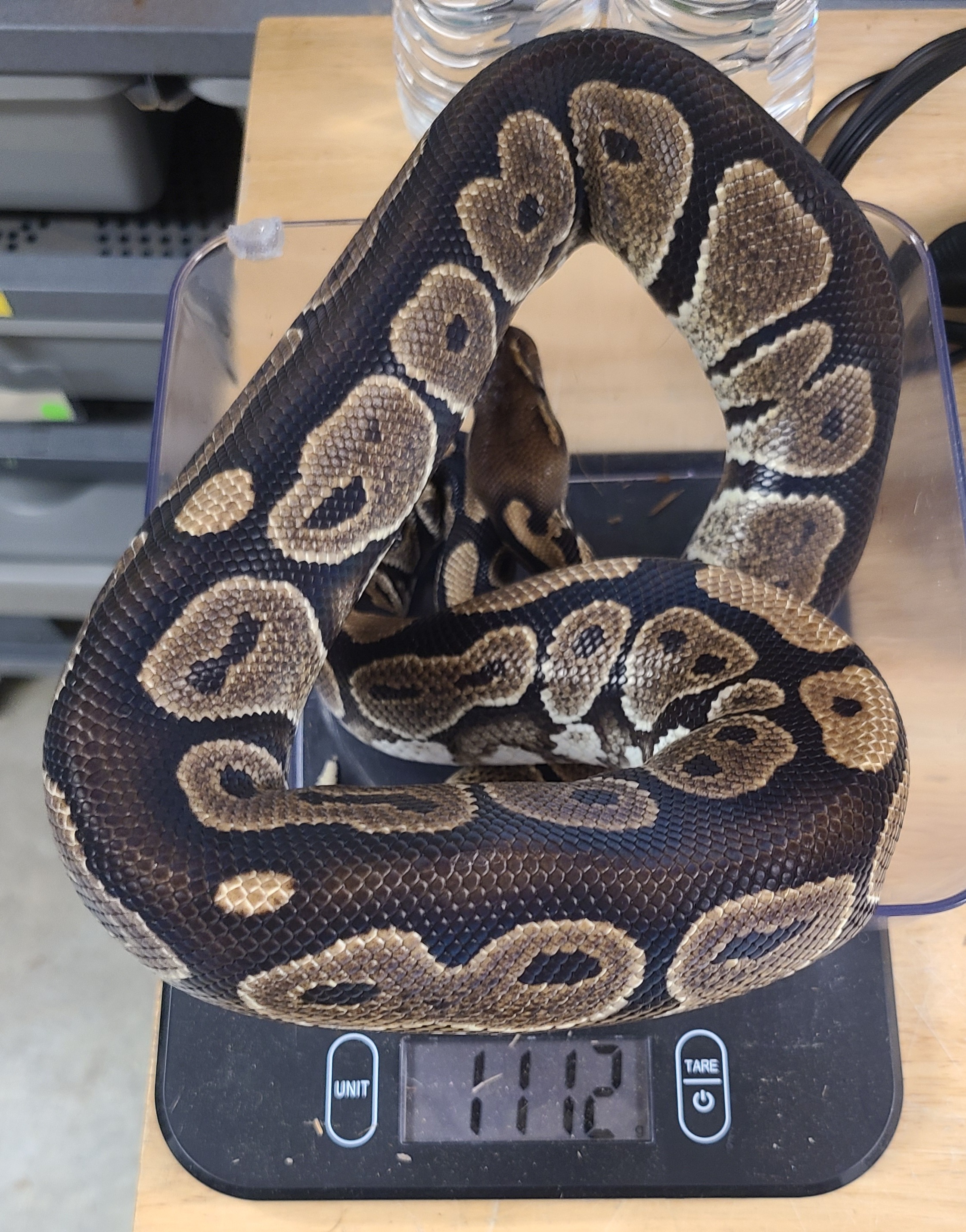 animal image