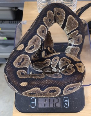 animal image