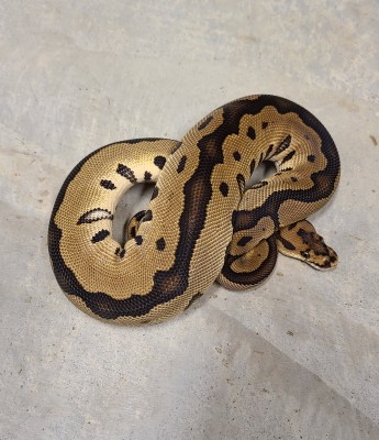 animal image