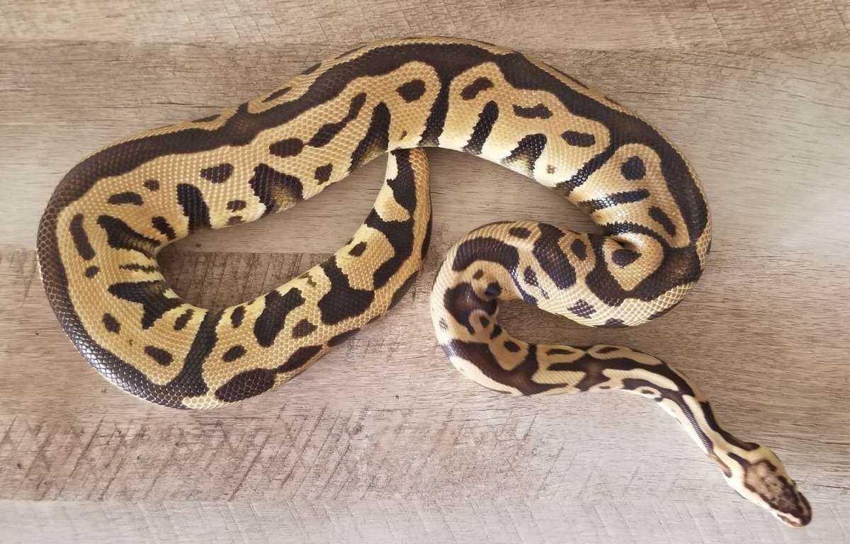 16-Pastel Leopard Het Clown-M