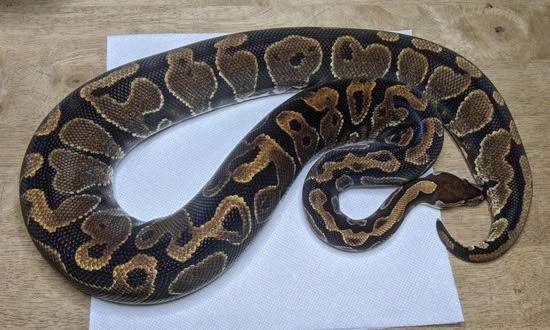 15-Yellowbelly