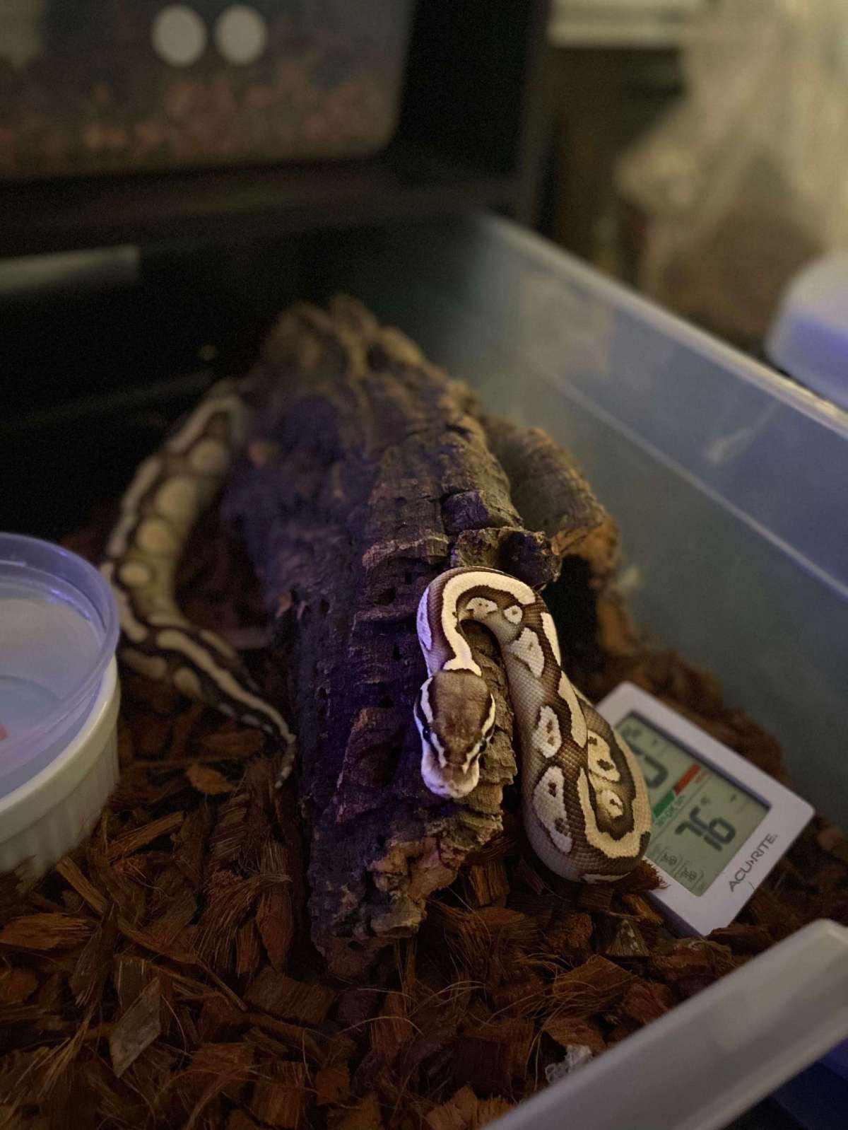 19-Pastel Lesser Het Clown-F