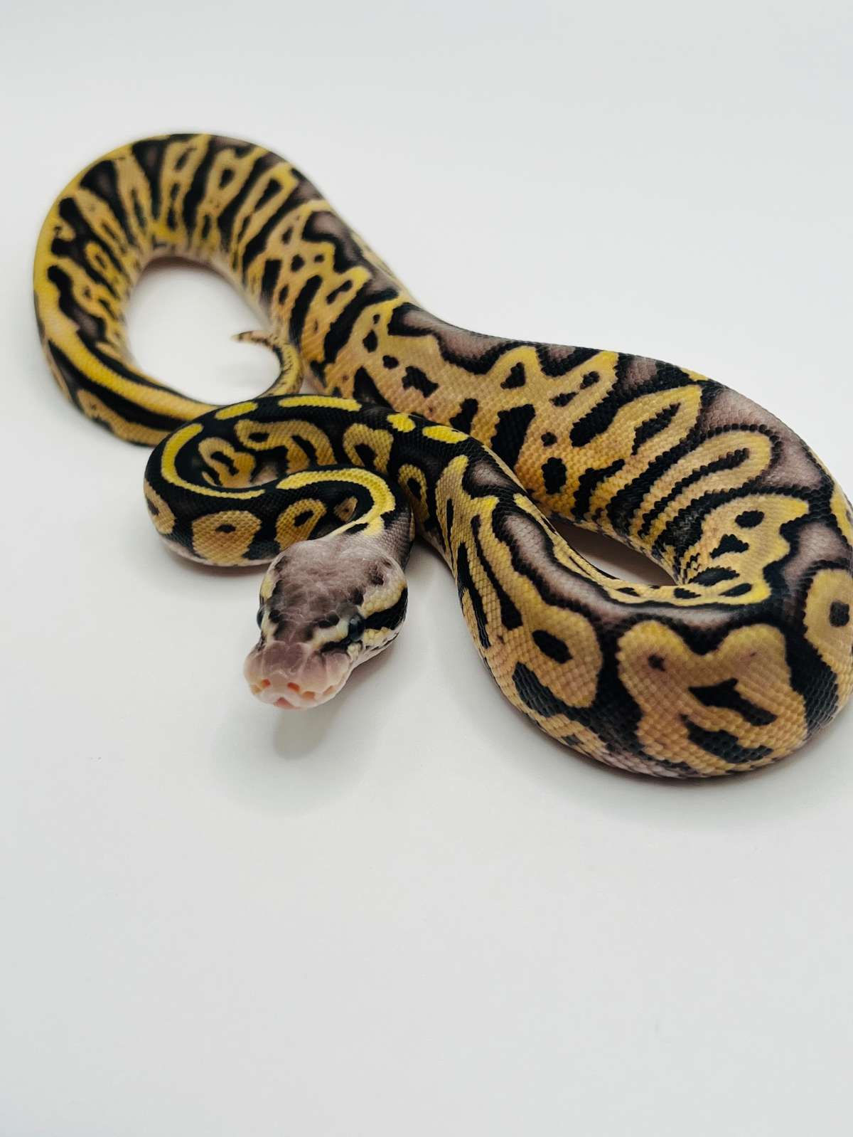 animal image