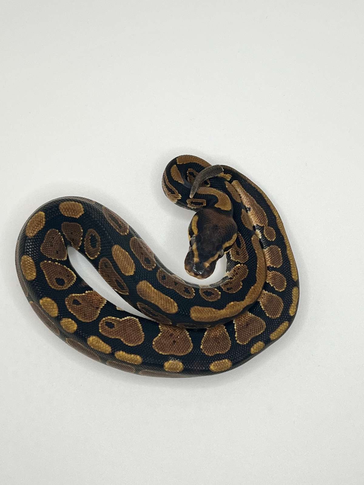 animal image