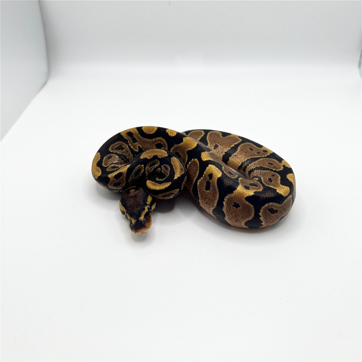 animal image