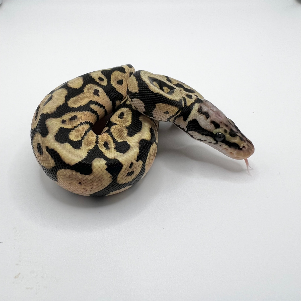 animal image