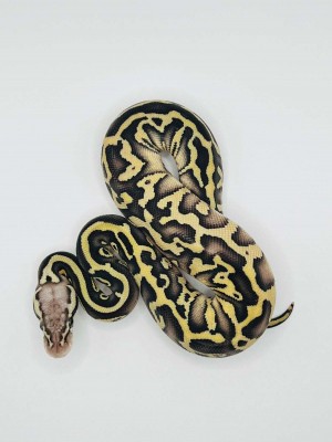 animal image