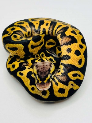 animal image