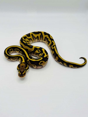 animal image