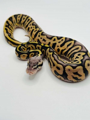 animal image