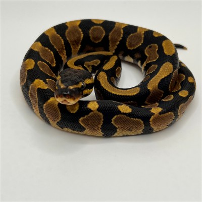 animal image