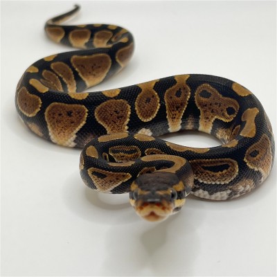 animal image