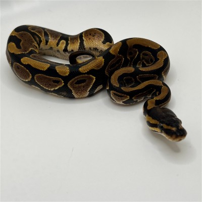 animal image