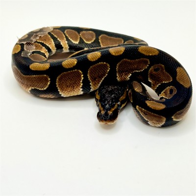 animal image