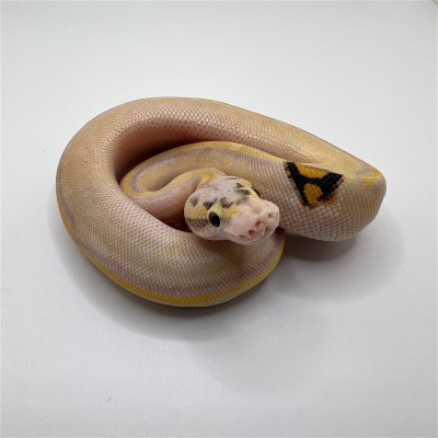 animal image