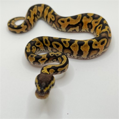 animal image