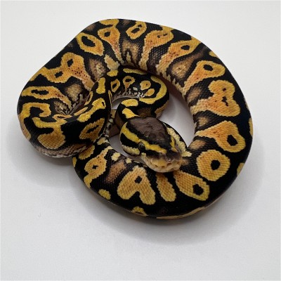 animal image