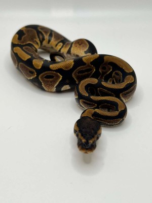animal image