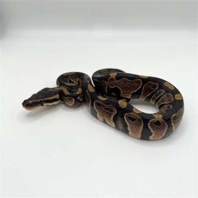 animal image