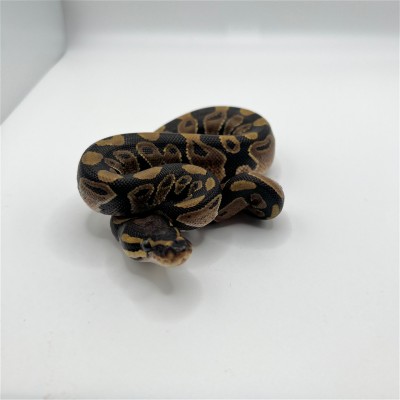 animal image