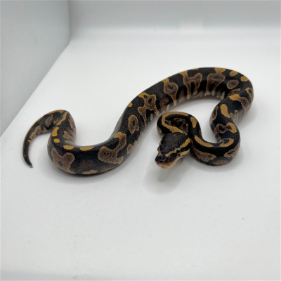 animal image