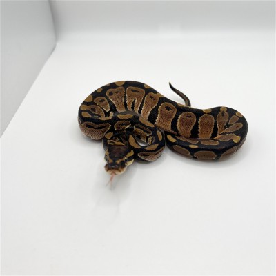animal image