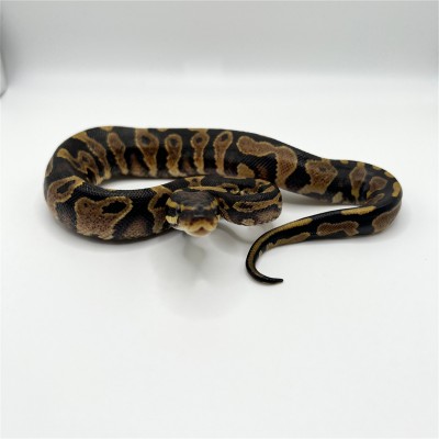 animal image