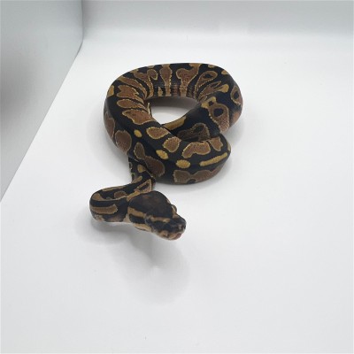 animal image