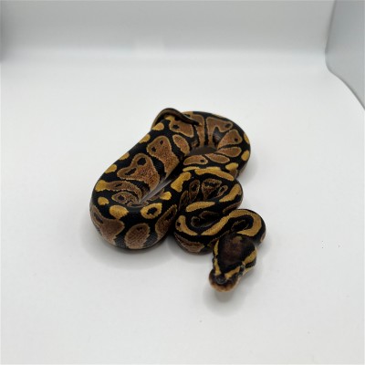 animal image