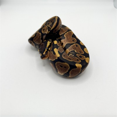 animal image