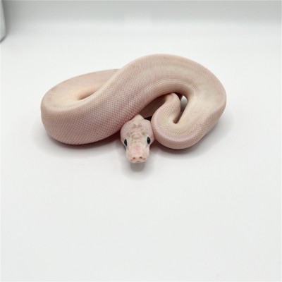 animal image