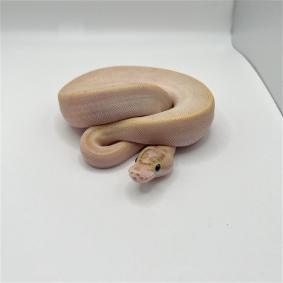animal image