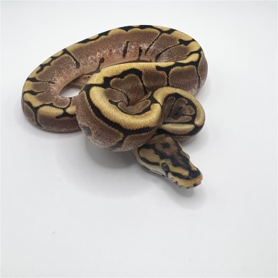 animal image