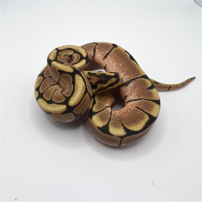 animal image