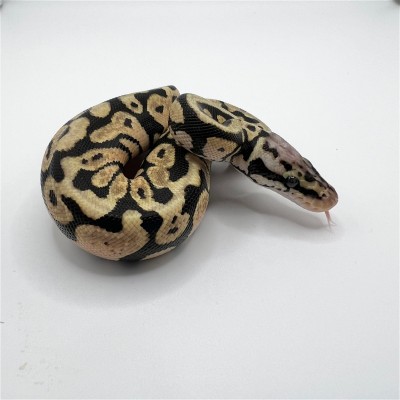 animal image