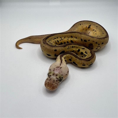 animal image
