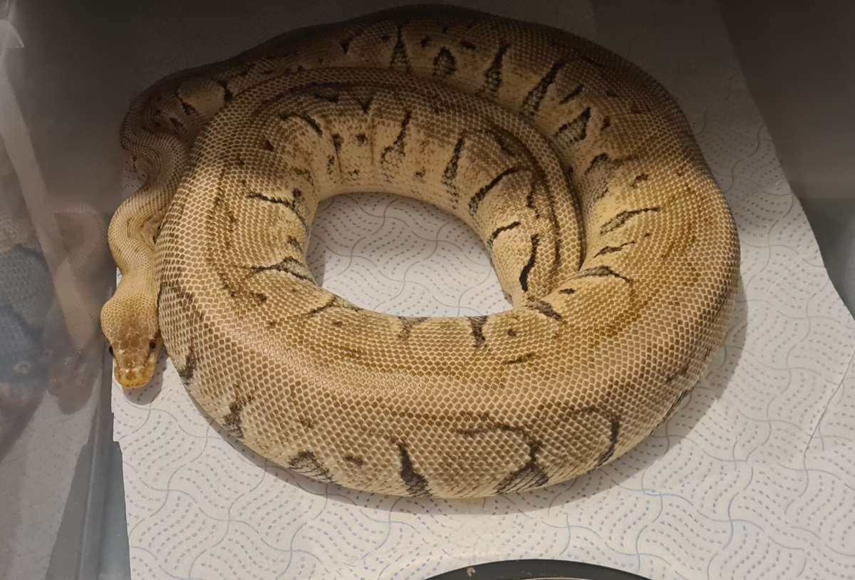 Phantom Pinstripe Pastel-03