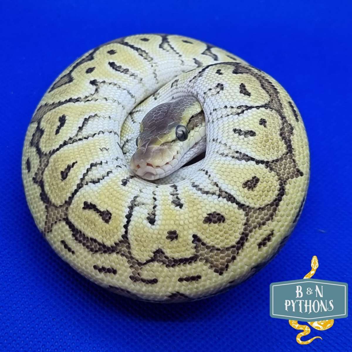 animal image