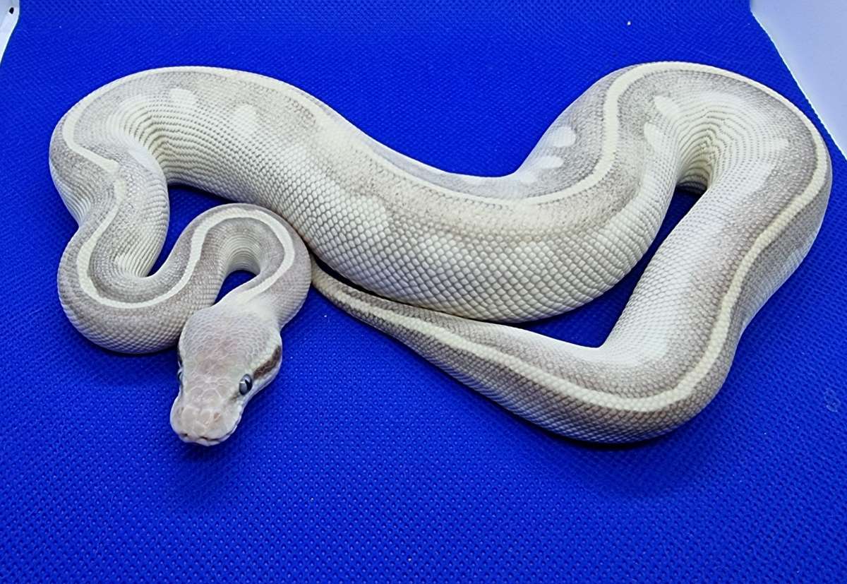 animal image