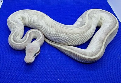 animal image