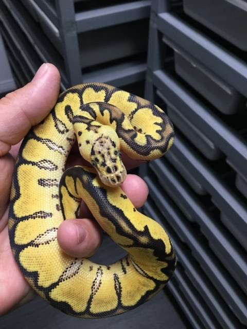 20F- Pastel Clown Het DG