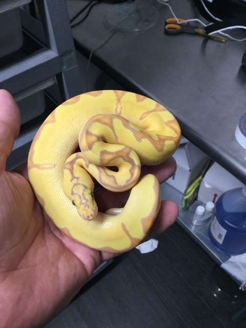 20F- OD Enchi Pastel Banana Clown