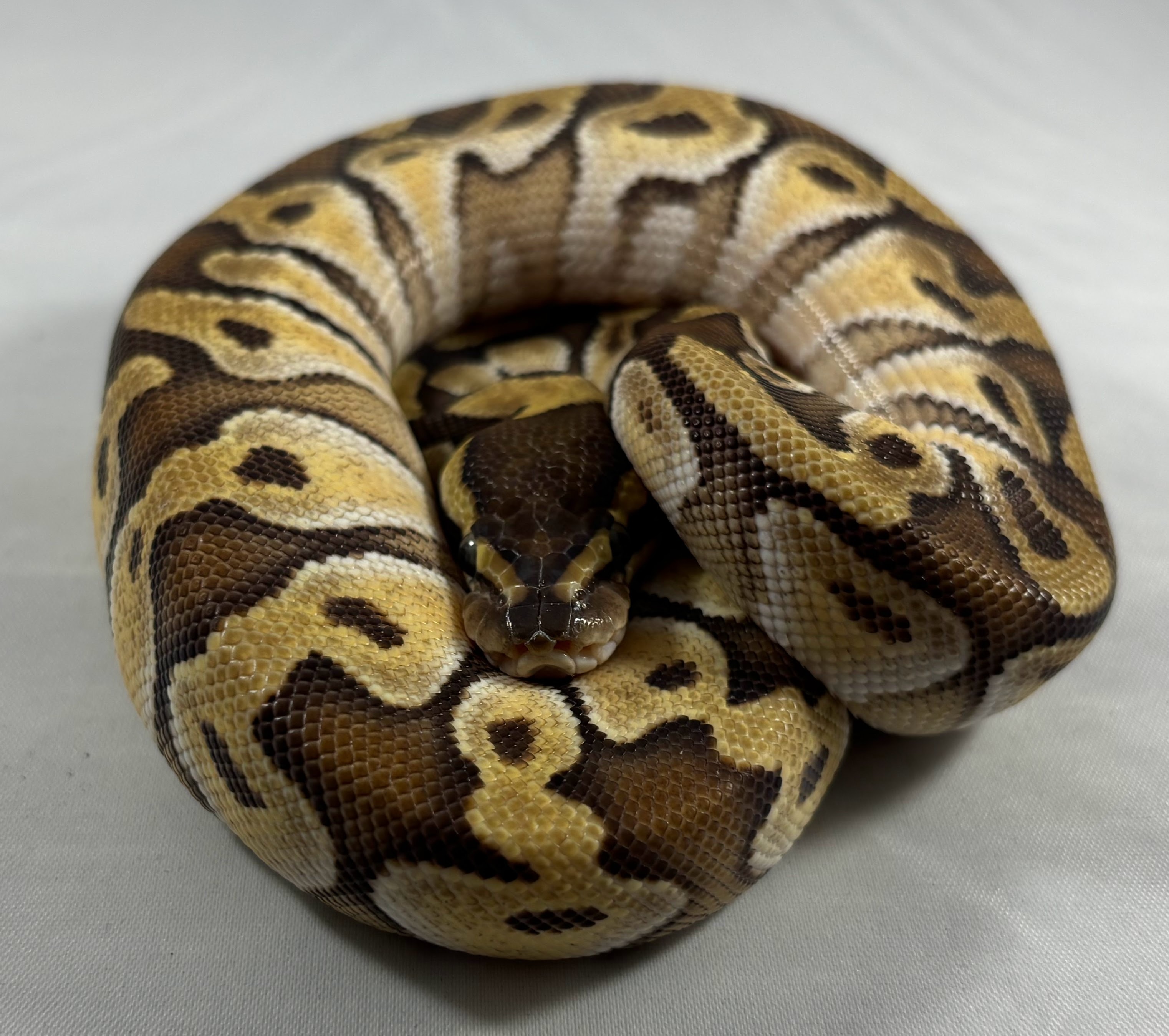 animal image
