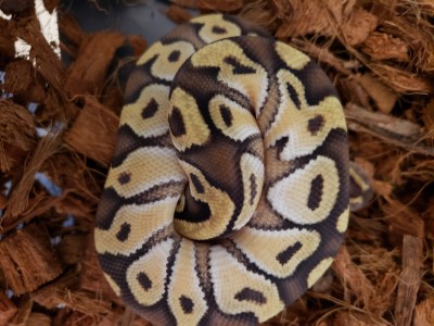 animal image