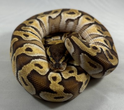 animal image